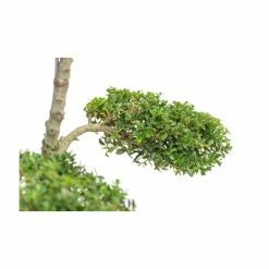 Ilex crenata Topiary Cloud Tree | Japanese Holly | 120-150cm -Frank P Matthews Sales Shop TR87595BONSAI add image 1 624d