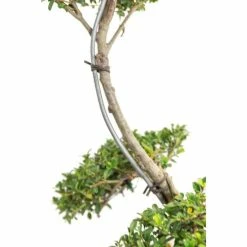 Ilex crenata Topiary Cloud Tree | Japanese Holly | 120-150cm -Frank P Matthews Sales Shop TR87595BONSAI add image 2 81ca