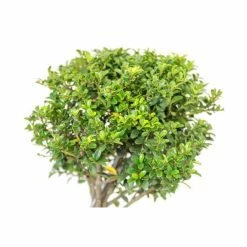 Ilex crenata Topiary Cloud Tree | Japanese Holly | 120-150cm -Frank P Matthews Sales Shop TR87595BONSAI add image 3 cf89