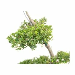 Ilex crenata Topiary Cloud Tree | Japanese Holly | 120-150cm -Frank P Matthews Sales Shop TR87595BONSAI add image 5 58ad