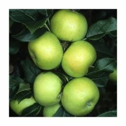 Malus 'Limelight' | Apple Tree
