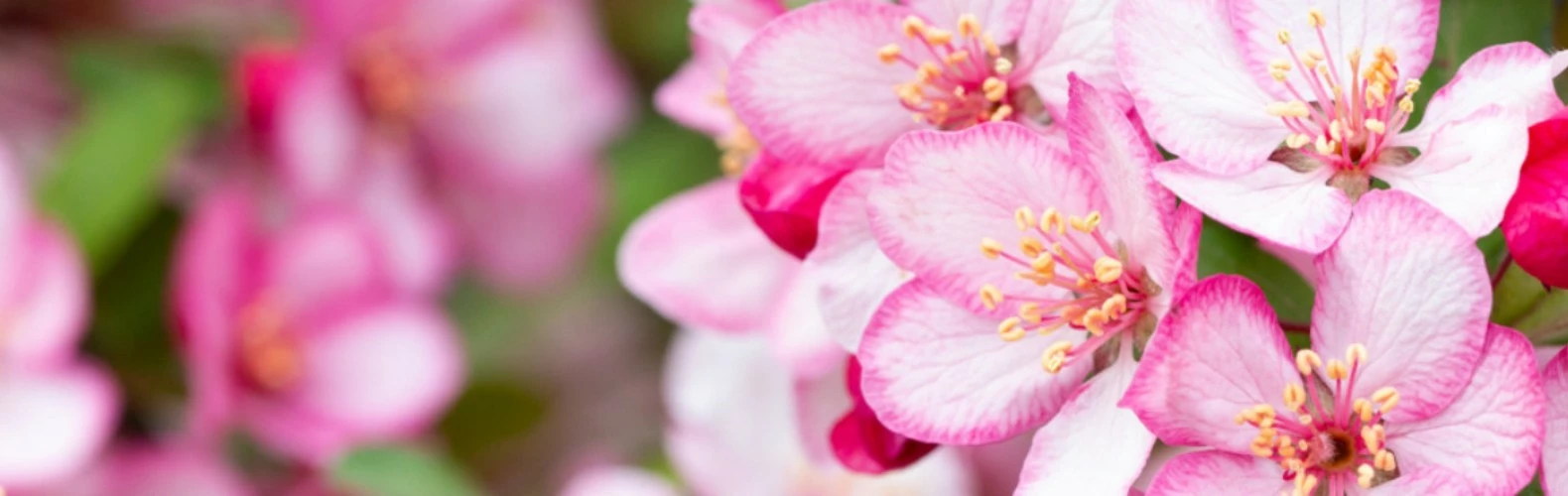 Frank P Matthews Sales Shop -Frank P Matthews Sales Shop banner 1 副本333