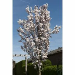 Prunus 'Amanogawa' | Cherry Blossom Tree -Frank P Matthews Sales Shop gaar00399 f689