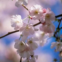Prunus 'Amanogawa' | Cherry Blossom Tree -Frank P Matthews Sales Shop sepa07527 ef8d