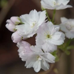 Prunus 'Amanogawa' | Cherry Blossom Tree -Frank P Matthews Sales Shop vawi01282 1373