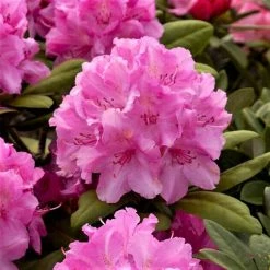 1ft Rhododendron 'Lumina' | 3L Pot | Rhododendron Yakushimanum